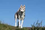 SIBERIAN HUSKY 907